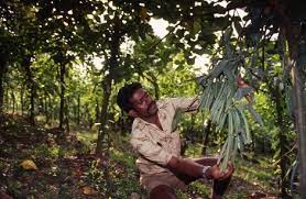 Vanilla The Next Hydroponic Cash Crop The Urban Vertical Farming Project
