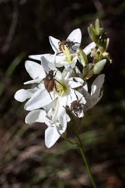 Image result for Polystachya epiphytica