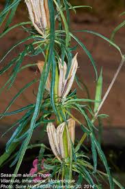 Image result for Sesamum alatum