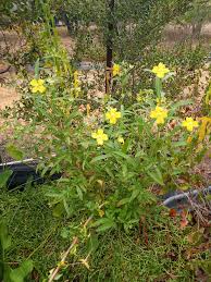 Image result for Ludwigia octovalvis