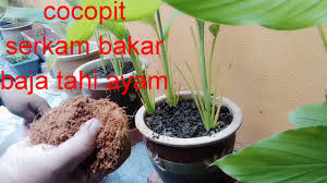 Berikut cara tanam cili dalam pasu. Cara Menanam Dan Merawat Pokok Kunyit Turmeric Dalam Pasu Agar Hidup Subur How To Grow Turmeric Youtube