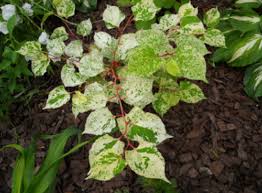 Image result for Fallopia