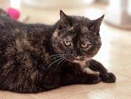 Do Tortoiseshell Cats Get Along With Other Cats The Facts Faqcats Com