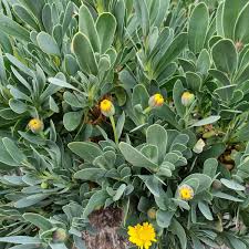 Image result for Hertia