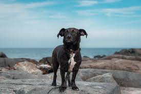 We did not find results for: Corgidor Is The Corgi Lab Mix A Good Dog K9 Web