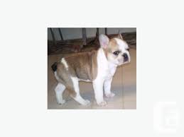 Our french bulldog puppies for sale will bring humor into your home, along with a wonderful. French Bulldog X Puppy For Sale For Sale In Ymir British Columbia Classifieds Canadianlisted Com