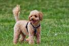 Medium Poodle Dog Breed Information and Pictures