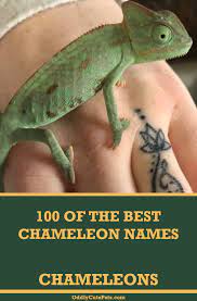 100 Best Chameleon Names Chameleon Pet Chameleon Pet Names
