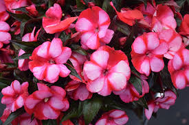 Image result for Impatiens irvingii
