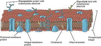Membrane proteins can have a number of functions, such as transport proteins, enzymes (more on these shortly), receptor sites, cell adhesion, attachment to the cytoskeleton. Biological Membrane Wikipedia