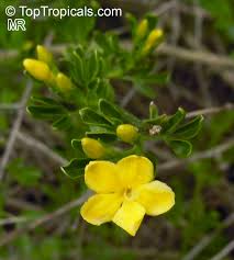 Image result for Jasminum nudiflorum