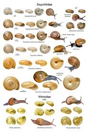 An Illustrated Guide To The Land Snails Of The British Isles