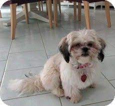 Framingham Ma Shih Tzu Mix Meet Evie A Puppy For Adoption Puppy Adoption Kitten Adoption Pets