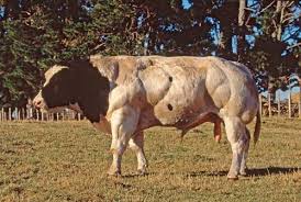 Foster, in jubb, kennedy & palmer's pathology of domestic animals: Belgian Blue Bull Beef Farming Te Ara Encyclopedia Of New Zealand