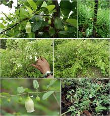 Image result for Astripomoea malvacea