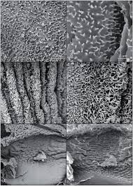 Model answers are not available. Systematics Of The Genus Hormiops Fage 1933 Hormuridae Scorpiones