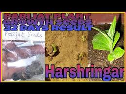 How To Make Parijat Plant Harshringar Plant Youtube In 2020 Plants How To Make Germination