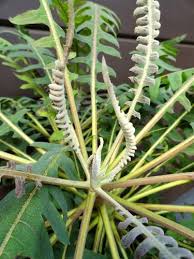 Image result for Sonchus friesii