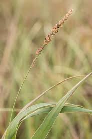Image result for Panicum gilvum