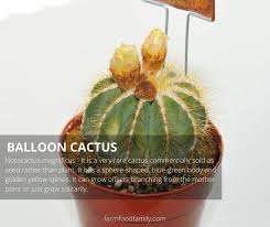 Cactus, flowering plant family comprising 139 genera and nearly 2,000 species, all of which are native to the new world with one possible exception. 26 Types Of Cactus With Pictures Fun Facts Indoor Outdoor