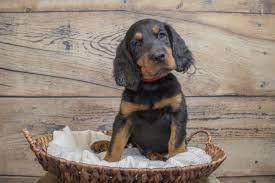 Help us by answering a short survey. Gordon Setter Puppies For Sale Greenfield Puppies