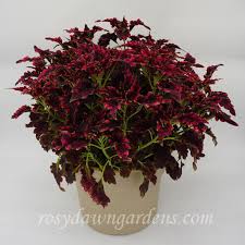 Image result for Coleus buchananii