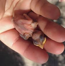 How To Save Baby Birds Action Peta Org