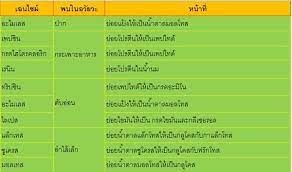 Check spelling or type a new query. 01 à¸£à¸°à¸šà¸šà¸¢ à¸­à¸¢à¸­à¸²à¸«à¸²à¸£à¸‚à¸­à¸‡à¸¡à¸™ à¸©à¸¢ à¸§ à¸—à¸¢à¸²à¸¨à¸²à¸ªà¸•à¸£ à¸¡ 2 à¸«à¸¥ à¸à¸ª à¸•à¸£ 51