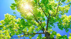 Full Size Hd Wallpaper For Laptop Nature Hd Wallpaper For Laptop 1920x1080 Wallpaper Teahub Io