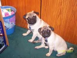Golden retriever father and sons with best bud a boston adopting is a great way of bringing home a dog in need of a loving home. Pug Puppies In Michigan