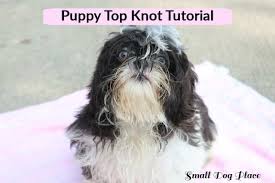 Press the bow against the dog's hair and hold it in place for a few seconds to form a secure bond. Puppy Topknot Tips