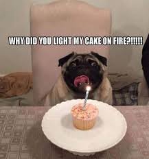 Birthday Cake On Fire Meme 101 Funny Happy Birthday Dog Memes For Paw Lovers Everywhere Funny Animal Memes Funny Animals Grumpy Cat Humor
