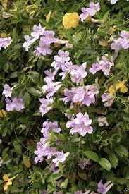 Image result for Bignonia callistegioides