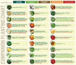 companion planting chart for vegetables companion