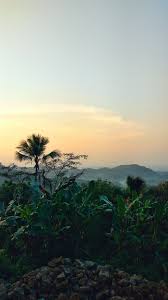 Deskripsi background polos warna kuning. Ekspedisi Nikmat Tuhan Morning Vibe Lokasi Gunung Kukusan Hargorejo Kokap Kulon Nature Photography Trees Nature Photography Aesthetic Photography Nature