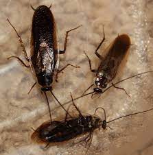 They can be found in almost all places for purposes of this discussion, this article gives a general overview about how outside roaches' enter the house and how to eradicate them from. How To Identify And Get Rid Of Pennsylvania Wood Cockroaches Pest Control Geek