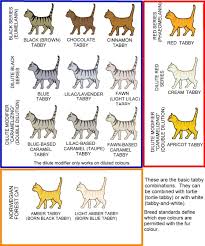 Colour And Pattern Charts Domestic Cat Orange Tabby Cats