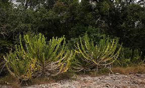Image result for Euphorbia halipedicola