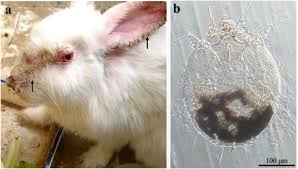 Image result for scabies rabbits ears