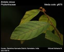 Image result for Bridelia ripicola