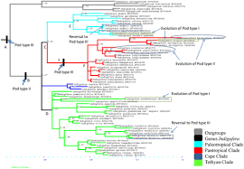 Image result for Indigofera gairdnerae