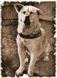 Hachiko An Akita Born In 1923 Became The Inseparable Companion Of A Professor Of Agriculture At Tokyo University Every Japanese Dogs Famous Dogs Loyal Dogs