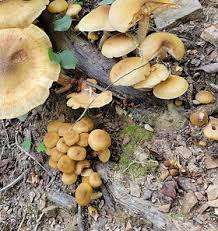 Image result for Merulius incarnatus