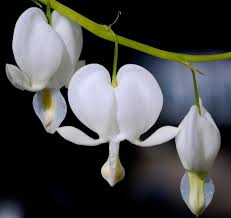 Check spelling or type a new query. Bleeding Heart Care Planting Blooming For This Heart Shaped Flower