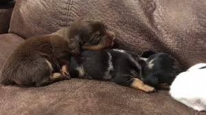 We just have one select breed that we e. Central Illinois Miniature Dachshunds Home Facebook
