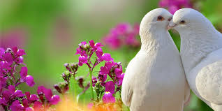 Elsewhere in the letter, the jesus is king rapper touched on what the. What You Need To Know About White Doves A Sign Of Peace White Dove Releases