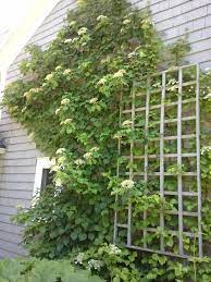 With a trellis it can be formed as a woody shrub with a more orderly and less sparse appearance. Climbing Hydrangea Climbing Flowers Climbing Hydrangea Hydrangea Vine