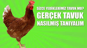 Sizce Yediklerimiz Tavuk Mu Organik Koy Tavugu Nasilmis Taniyalim Tavuk Gercekler