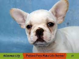 French bulldog puppies for sale in oklahoma select a breed search location: French Bulldog Dog Cream Id 2883443 Located At Petland Oklahoma City Tulsa