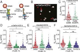 Discover vincenzo cerundolo's biography, age, height, physical stats, dating/affairs, family and. The Actin Cytoskeleton Modulates The Activation Of Inkt Cells By Segregating Cd1d Nanoclusters On Antigen Presenting Cells Pnas